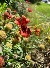 a butterfly is sitting on a red flower
